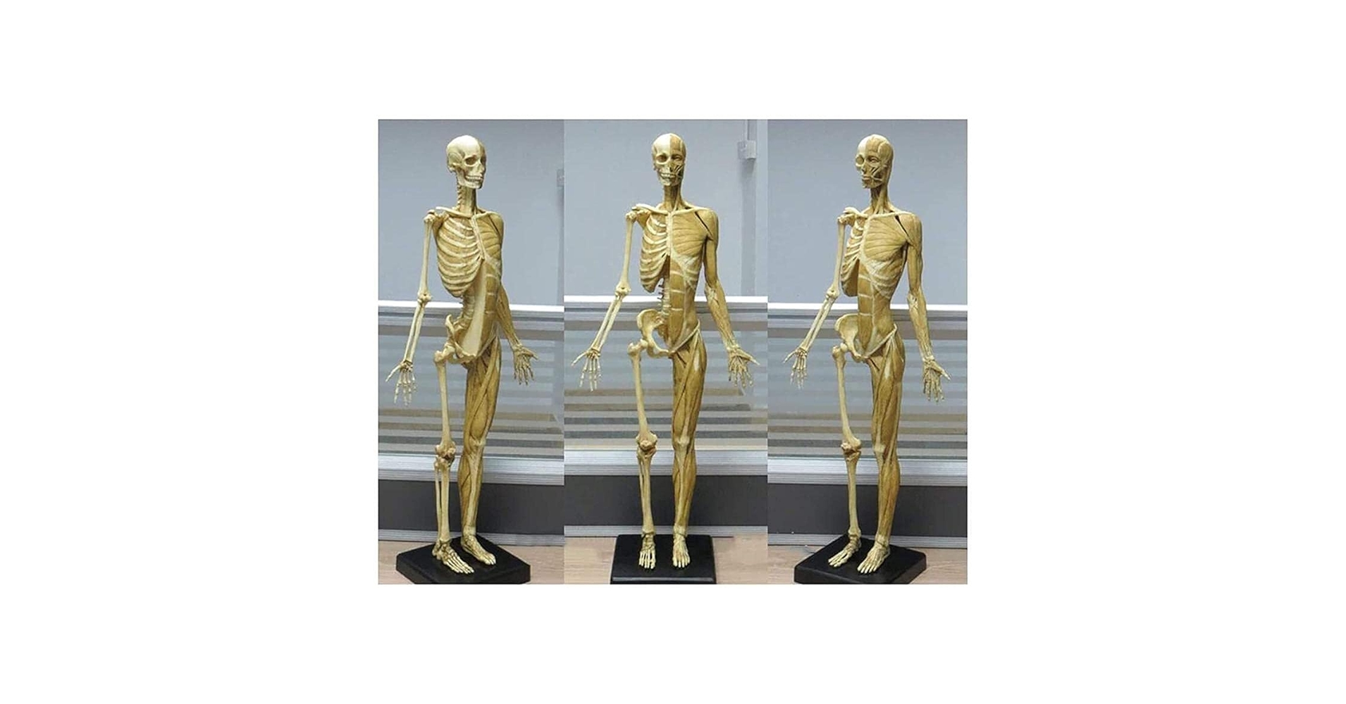 人体模型 AnatomyTools Female1:6Proportional figv2 人体模型 AnatomyTools Female1:6Proportional figv2